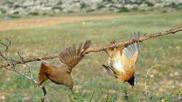 Gefangene Singvögel