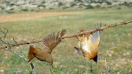 Gefangene Singvögel