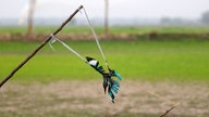Gefangener Eisvogel 