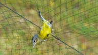 Gefangener Magnolia Warbler