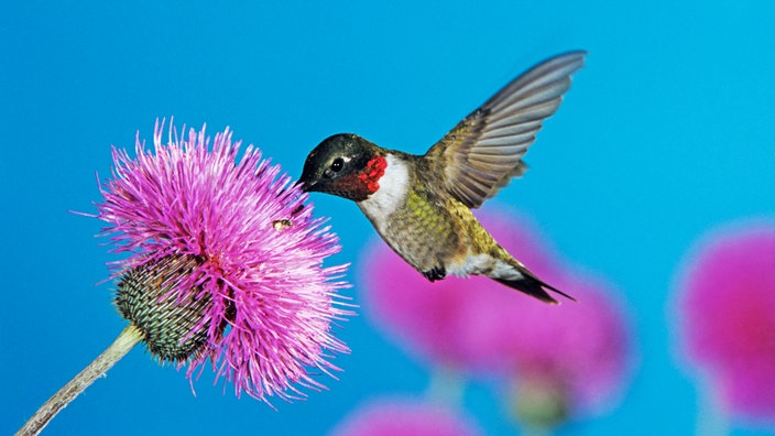 Rubinkehlkolobri an einer Blüte. | Bildquelle: Interfoto Rubinkehlkolobri an einer Blüte.