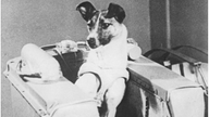 Hund "Laika" in der Kapsel des Satelliten Sputnik 2