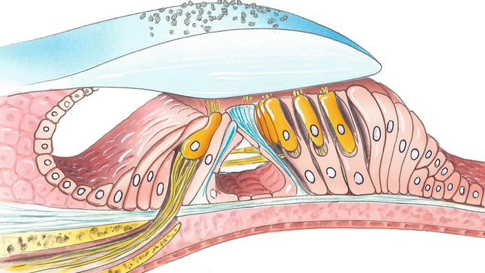 Abbildung des Corti Organs