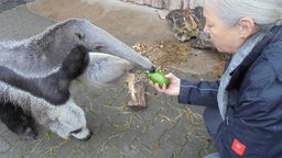 Eine Frau (die stellvertretende Direktorin des Dortmunder Zoos Ilona Schappert) hält einem Ameisenbär eine Avocado entgegen. Der Ameisenbär hebt seine linke Pfote.
