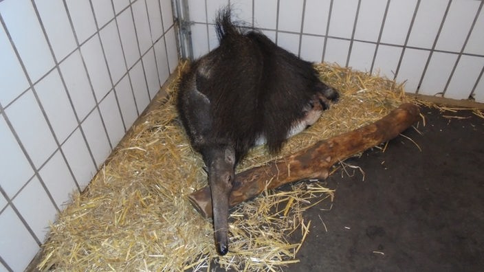 Ein männlicher Ameisenbär liegt zusammengerollt auf Stroh und schläft in seiner Box im Dortmunder Zoo