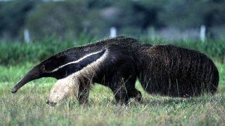 Großer Ameisenbär