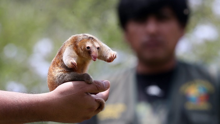 Ein Zwergameisenbär auf einer Hand | Bildquelle: dpa/Ernesto Arias Ein Zwergameisenbär auf einer Hand