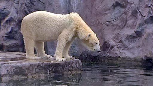 Eisbären Im Zoo