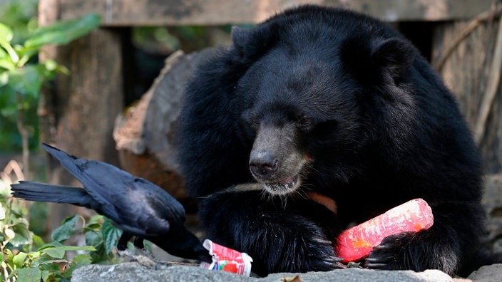 Schwarzbär frisst Müll | Bildquelle: EPA/Rungroj Yongrit Schwarzbär frisst Müll