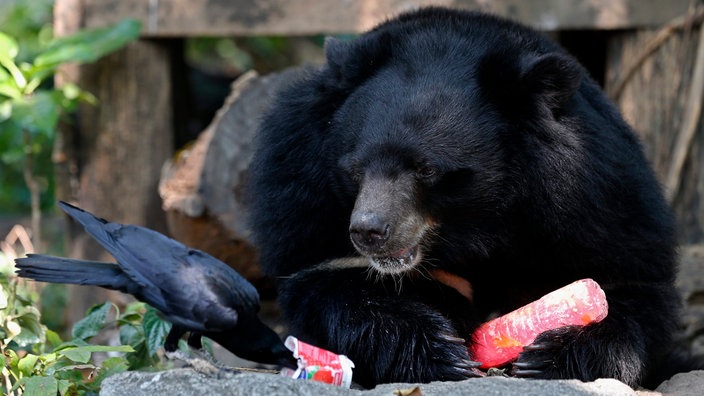 Schwarzbär frisst Müll