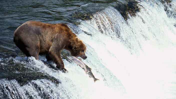 Ein Braunbär steht an einem Bach und fängt einen Fisch aus der Luft | Bildquelle: WDR/creativ collection Ein Braunbär steht an einem Bach und fängt einen Fisch aus der Luft