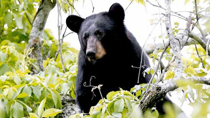 Schwarzbär im Baum | Bildquelle: Reuters Schwarzbär im Baum