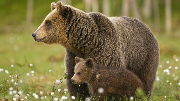 Bärenmutter mit einem Jungen auf einer Wiese