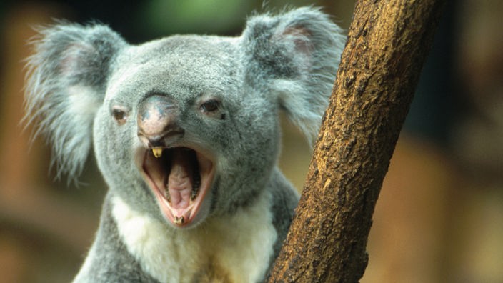 Koala sitzt auf einem Baum und schreit