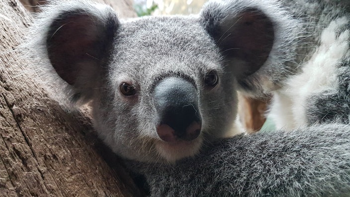 Kopf eines Koala