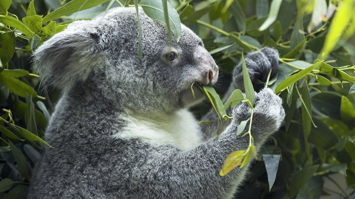 Ein Koala sitzt auf einem Ast und frisst