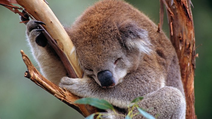 Ein Koala sitzt im Geäst und schläft