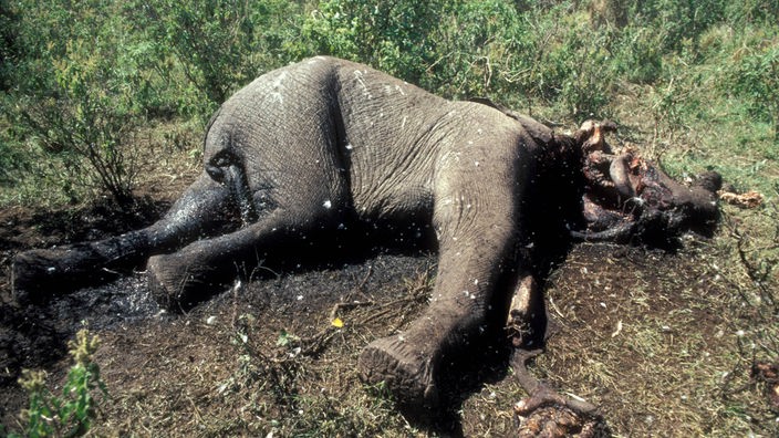 Ein toter Elefant, dem die Stoßzähne entfernt wurden.