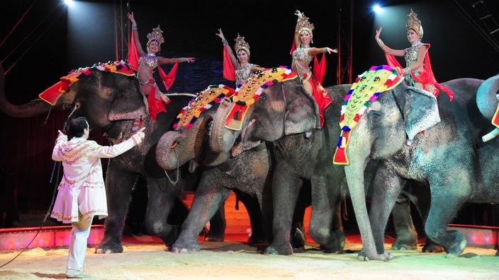 Auf vier geschmückten Zirkuselefanten reiten Frauen. Ein Dompteur steht davor.
