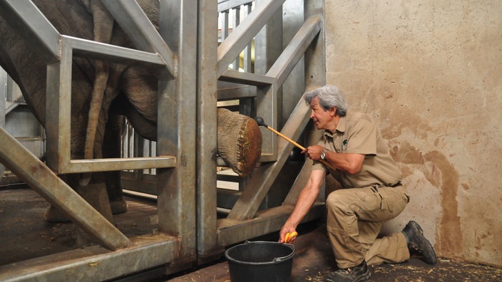 Ein Elefant streckt seinen Fuß durch Gitterstäbe. | Bildquelle: dpa Ein Elefant streckt seinen Fuß durch Gitterstäbe.