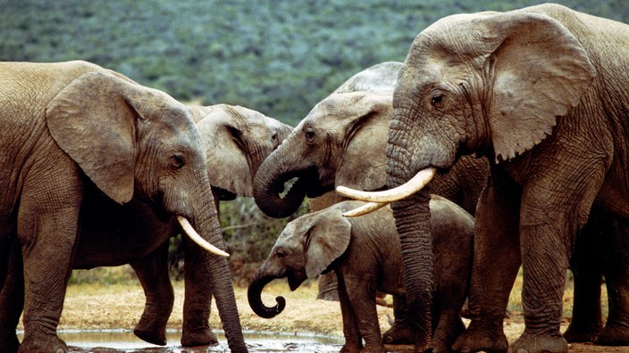 Eine Gruppe Elefanten an einem Wasserloch