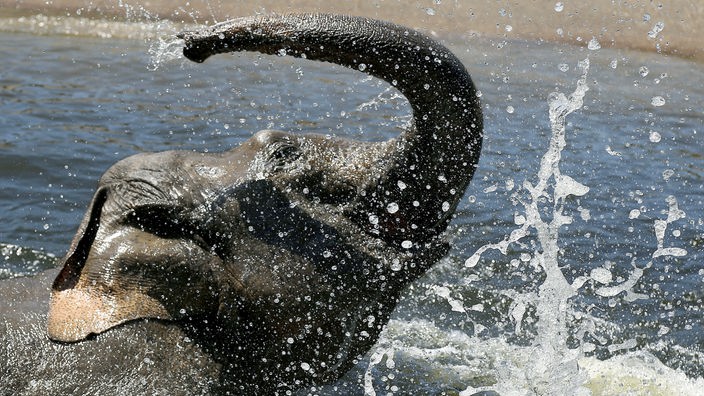 Ein Elefant badet, so dass Wasser spritzt