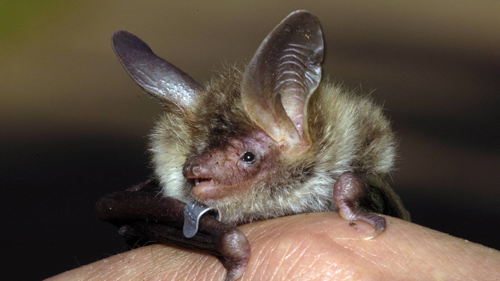 Bechsteinfledermaus.