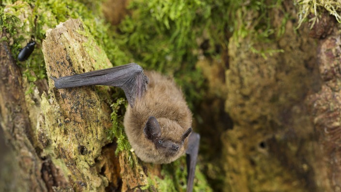 Zwergfledermaus am Baum. | Bildquelle: Imago/blickwinkel Zwergfledermaus am Baum.