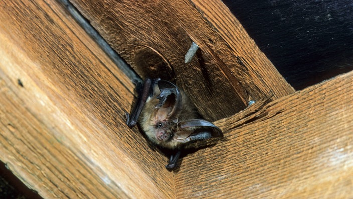Fledermaus hängt im Gebälk. | Bildquelle: imago Fledermaus hängt im Gebälk.