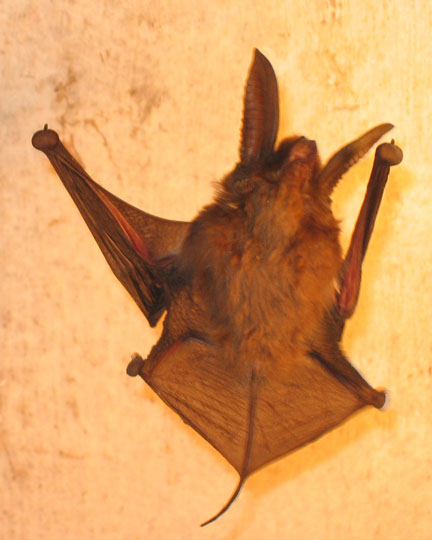 Madagassische Haftscheibenfledermaus.
