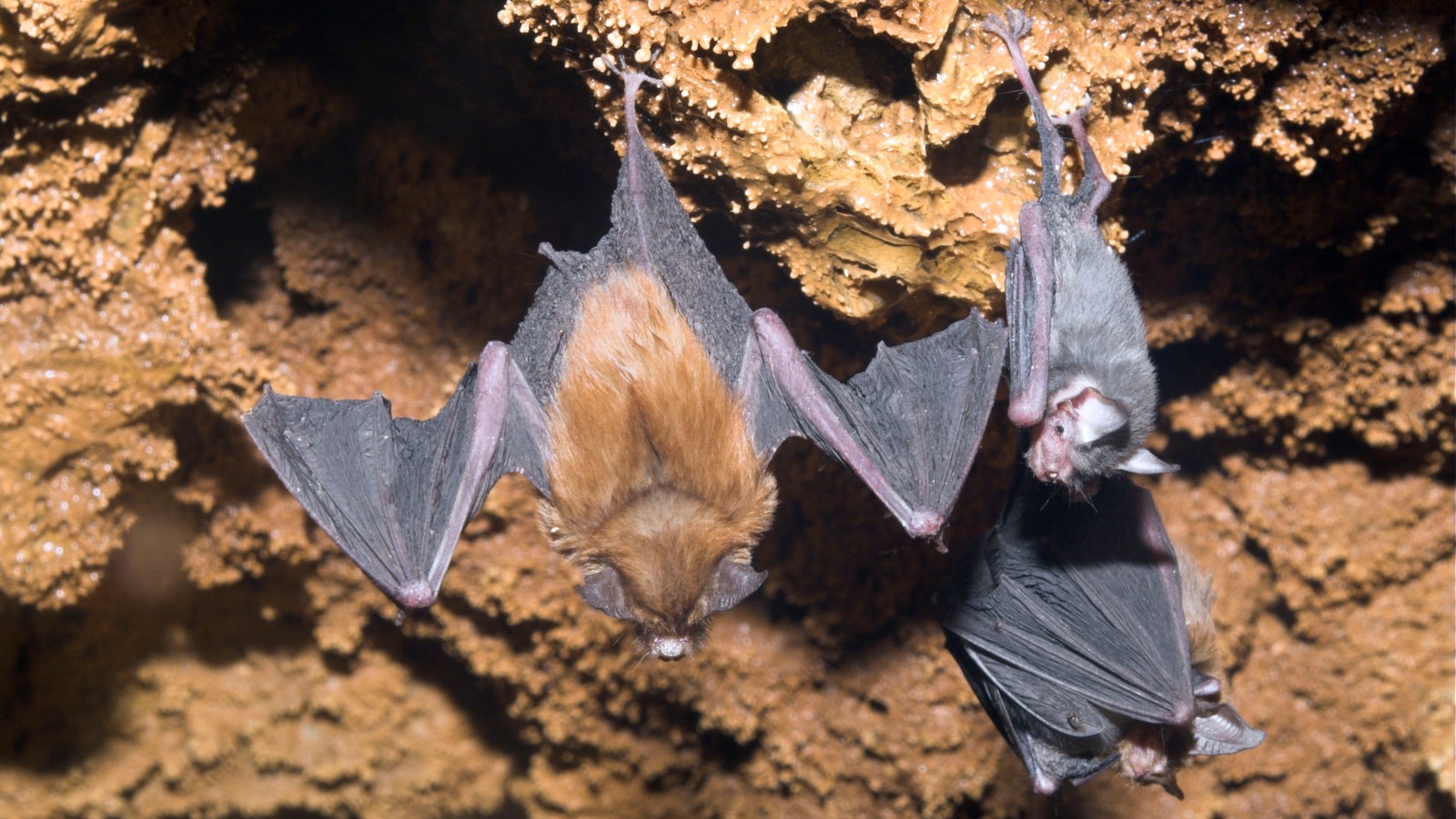 Hummelfledermaus.