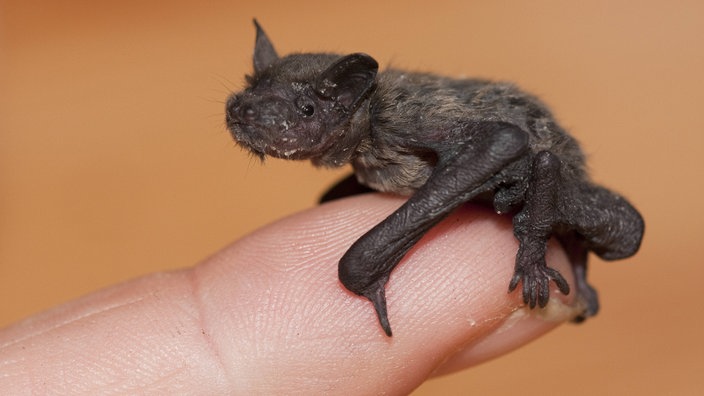 Junge Fledermaus auf dem Finger eines Menschen. Sie ist nur so groß, wie die Fingerkuppe.