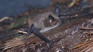 Kleine Neuseelandfledermaus.