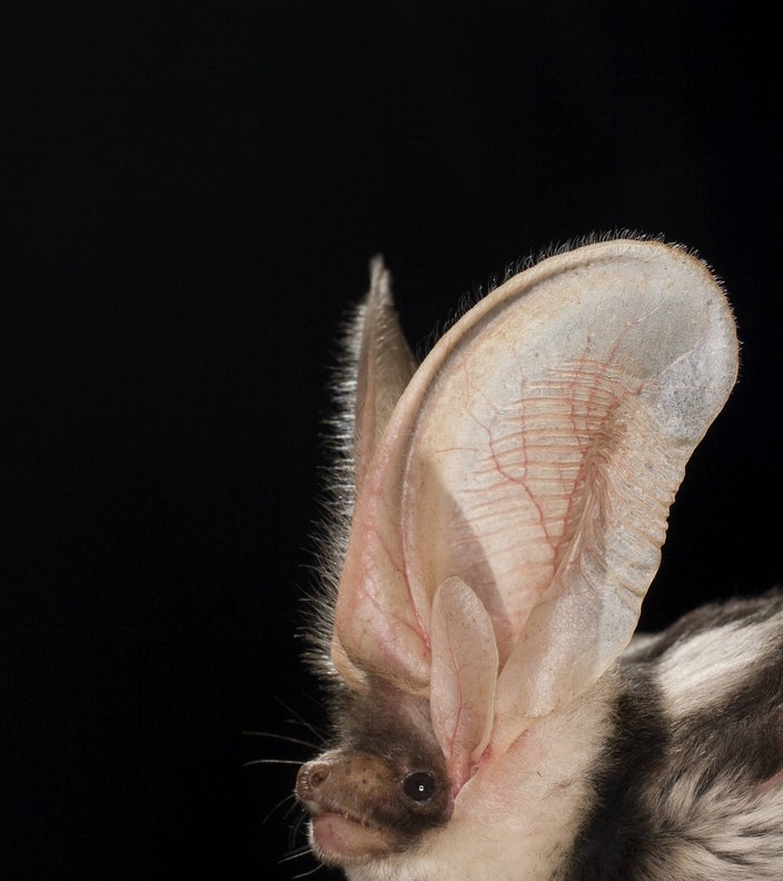 Fledermäuse Sehen mit den Ohren Fledermäuse Wildtiere