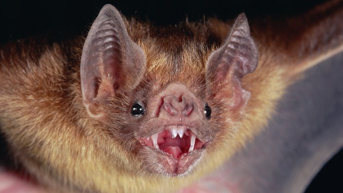 Fledermaus mit aufgerissenem Maul starrt in die Kamera