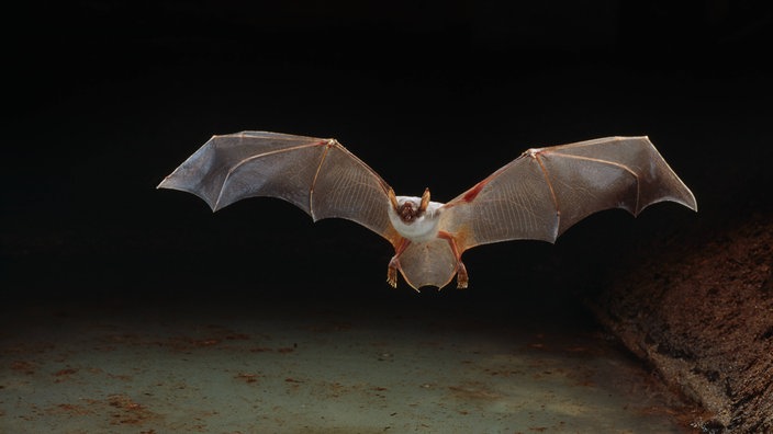 Fledermaus fliegt über Wasserfläche 