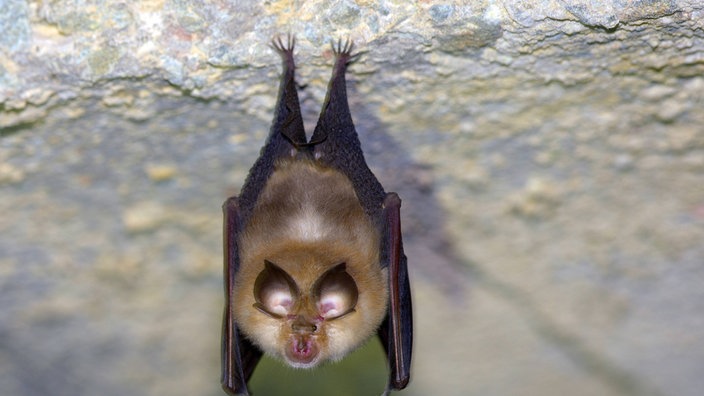 Fledermaus hängt an Decke | Bildquelle: Imago/blickwinkel Fledermaus hängt an Decke