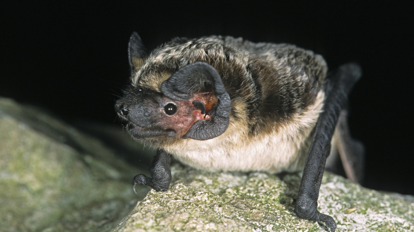 Zweifarbfledermaus.