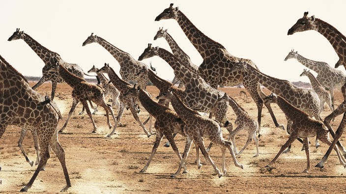 Rennende Giraffen