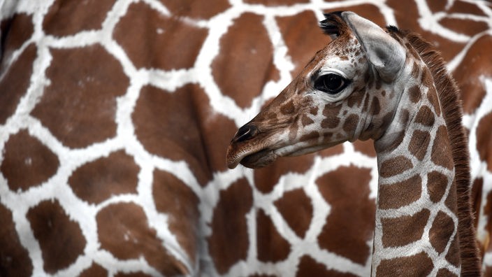Kopf einer jungen Giraffe vor dem Körper einen erwachsenen Giraffe