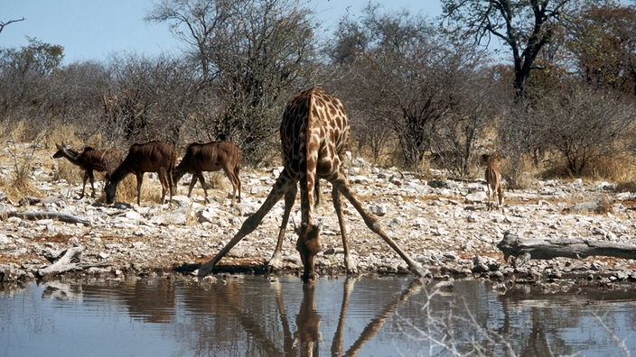 Eine Giraffe mit gespreizten Beinen beim Trinken 