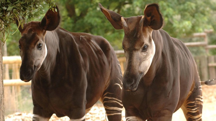 Zwei Okapis | Bildquelle: dpa/Daniel Deme Zwei Okapis