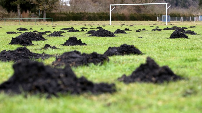 Maulwurfshügel auf einem Fußballfeld