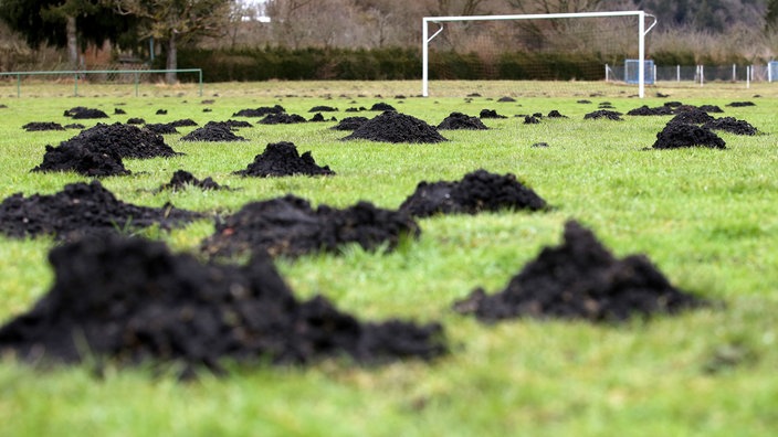 Maulwurfshügel auf einem Fußballfeld | Bildquelle: dpa Maulwurfshügel auf einem Fußballfeld