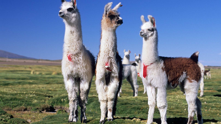 Drei braun-weiß gescheckte Lamas auf einer grünen, aber kargen Ebene. | Bildquelle: Mauritius Images/Imagebroker.net Drei braun-weiß gescheckte Lamas auf einer grünen, aber kargen Ebene.