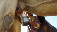 Beduine melkt ein Kamel.