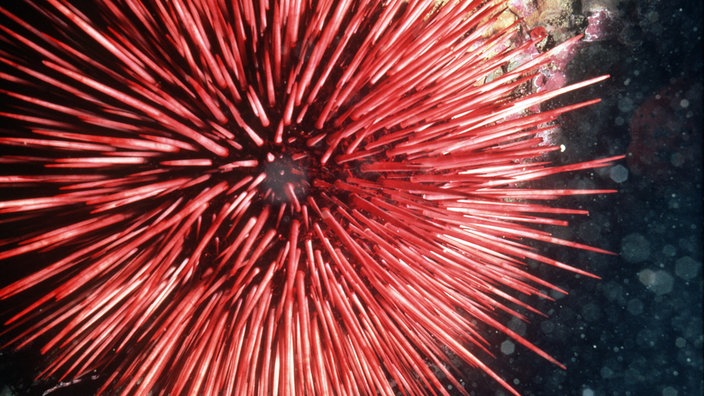 Roter Seeigel | Bildquelle: dpa Roter Seeigel