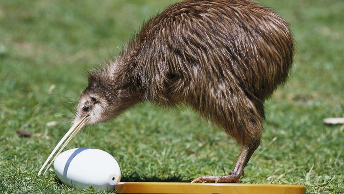 Kiwi mit einem Ei.