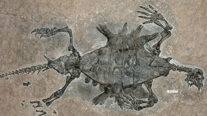 Das Fossil einer Schildkröte.
