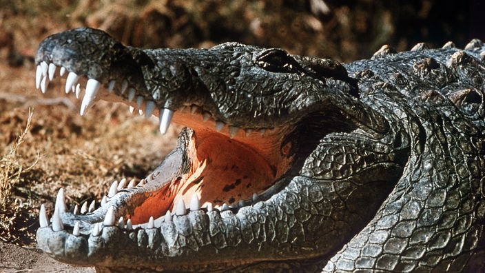 Ein Krokodil mit weit aufgerissenem Maul.